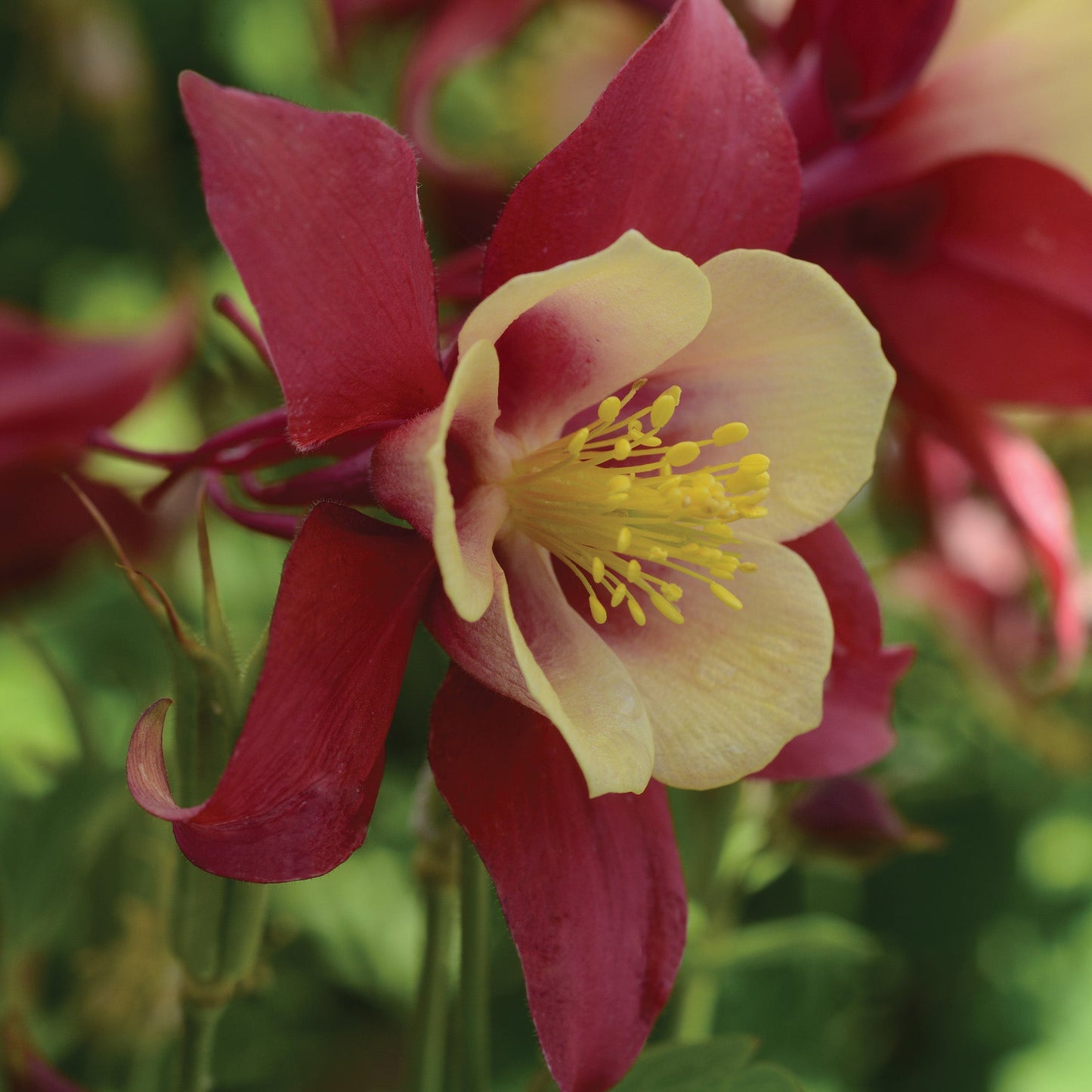 Ancolie EARLYBIRD™ 'Red Yellow'