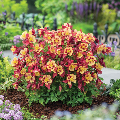 Columbine EARLYBIRD™ 'Red Yellow'