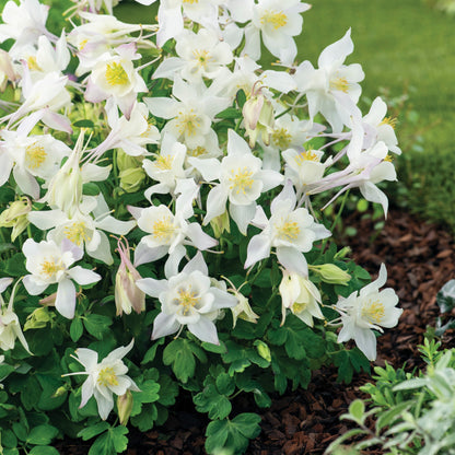 Columbine EARLYBIRD™ 'White'