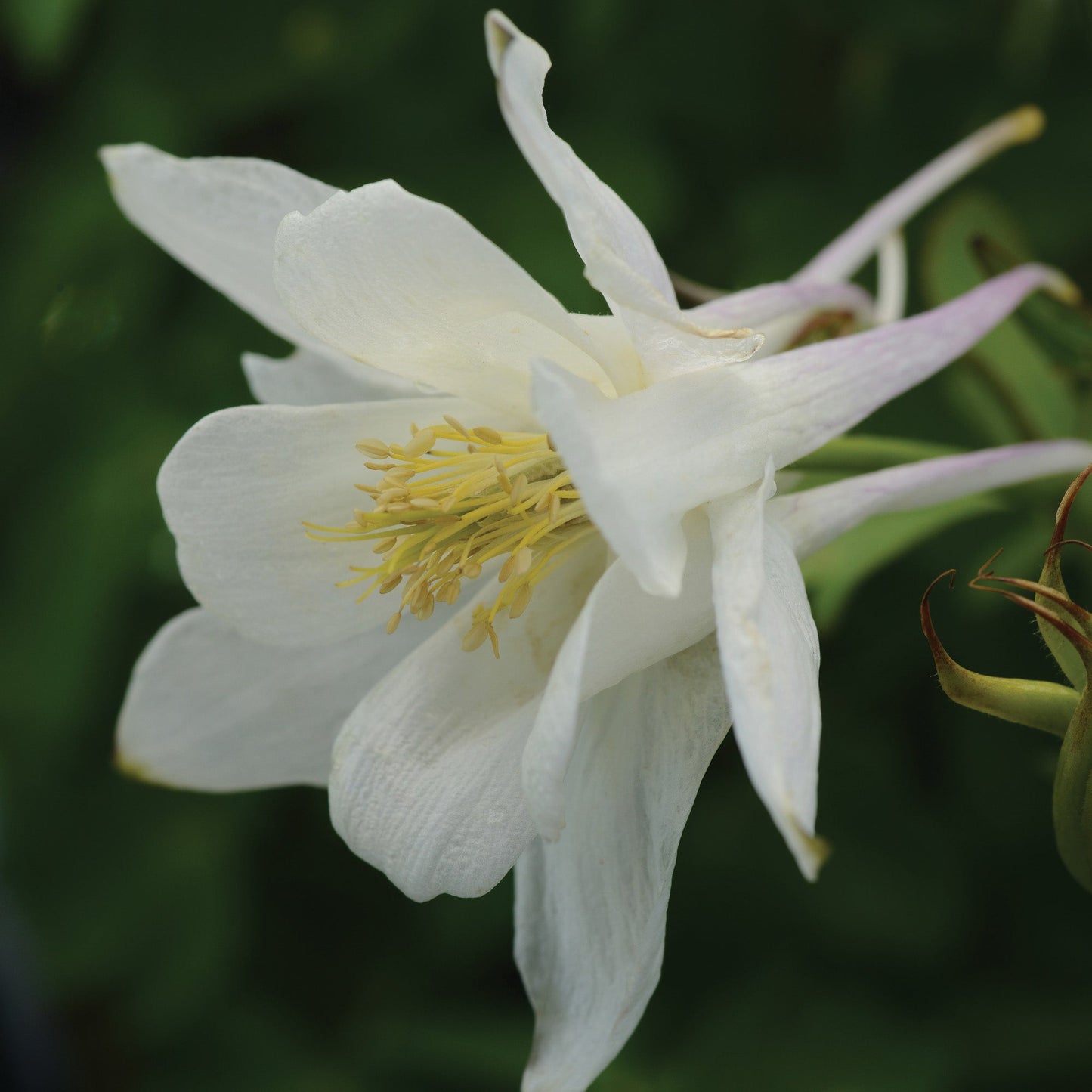 Columbine EARLYBIRD™ 'White'