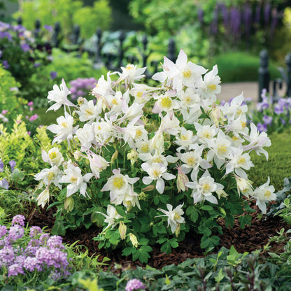 Columbine EARLYBIRD™ 'White'