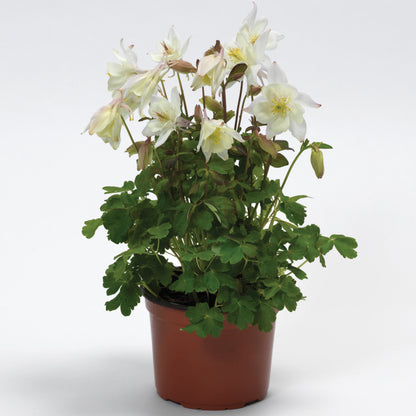 Columbine EARLYBIRD™ 'White'