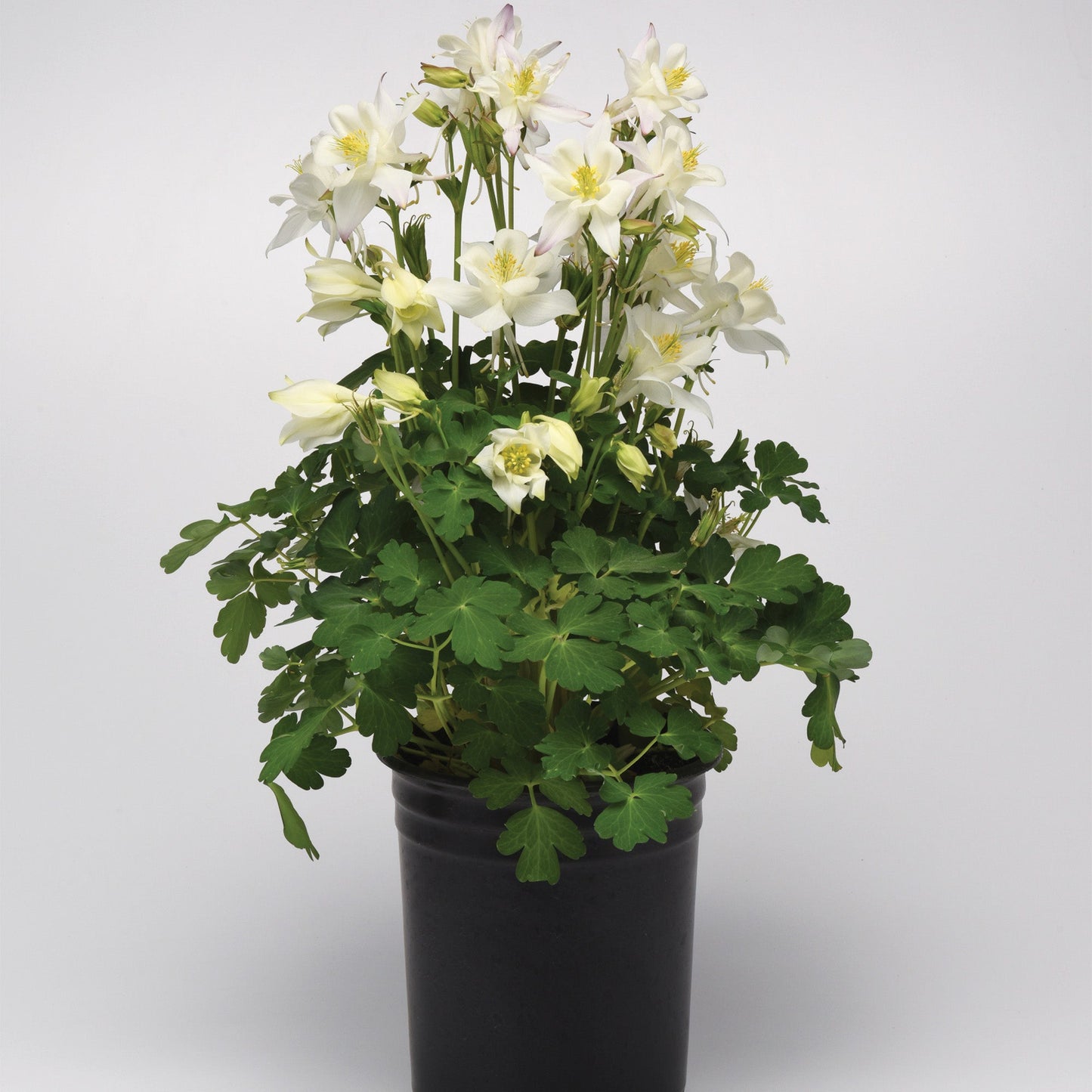 Columbine EARLYBIRD™ 'White'