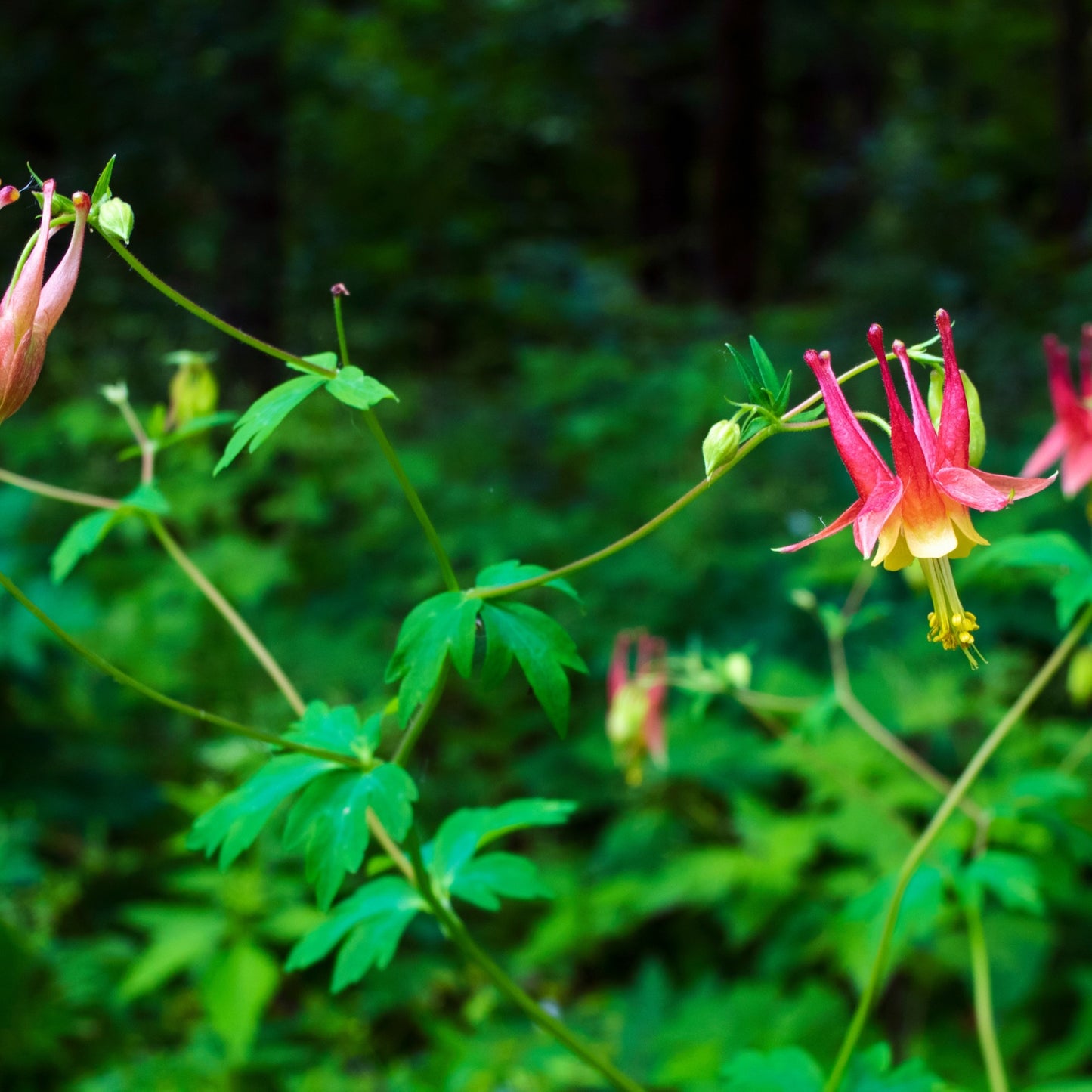 Aquilegia canadensis – Ancolie du Canada
