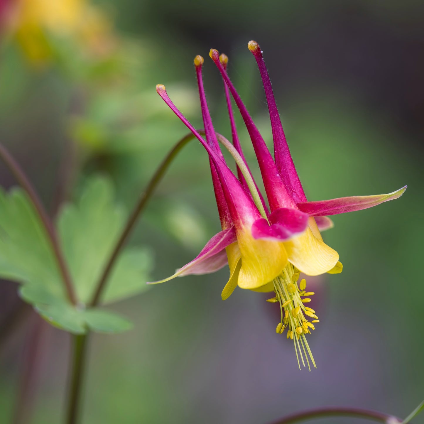 Aquilegia canadensis – Ancolie du Canada