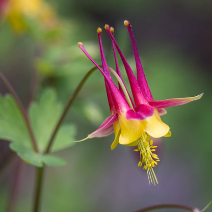 Aquilegia canadensis – Ancolie du Canada