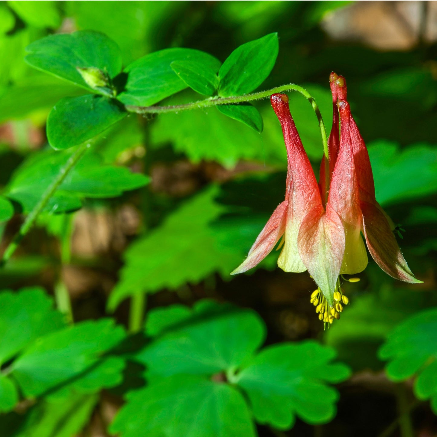 Aquilegia canadensis – Ancolie du Canada