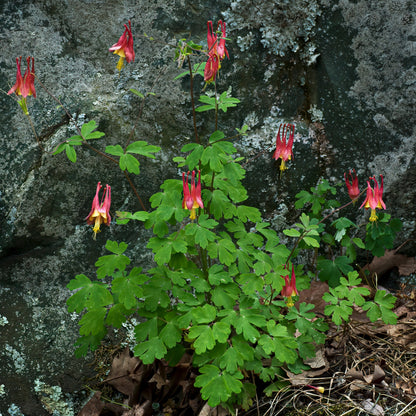 Aquilegia canadensis – Ancolie du Canada