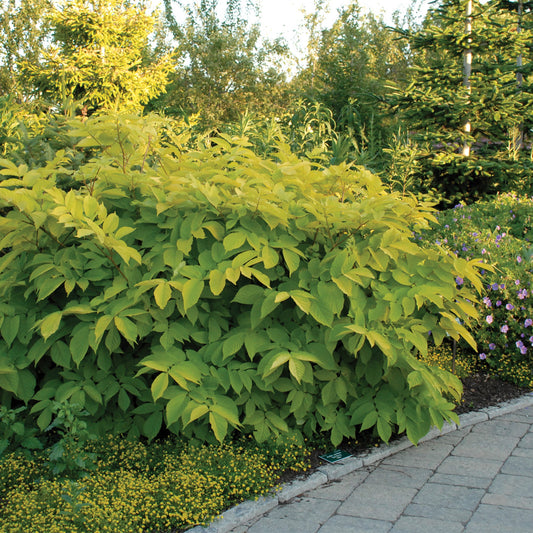 Golden Japanese Spikenard 'Sun King'