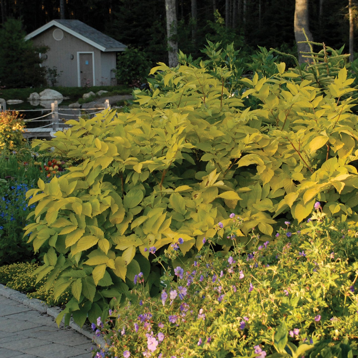 Golden Japanese Spikenard 'Sun King'