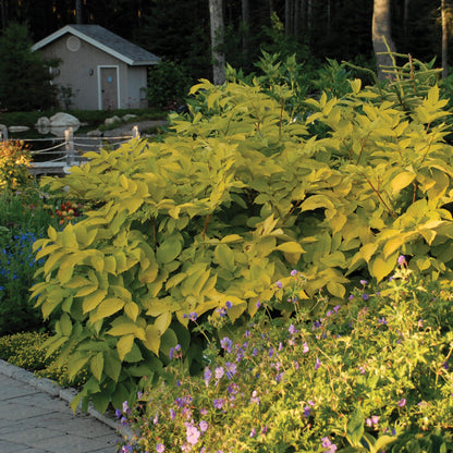 Golden Japanese Spikenard 'Sun King'