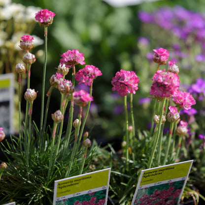 Sea Thrift