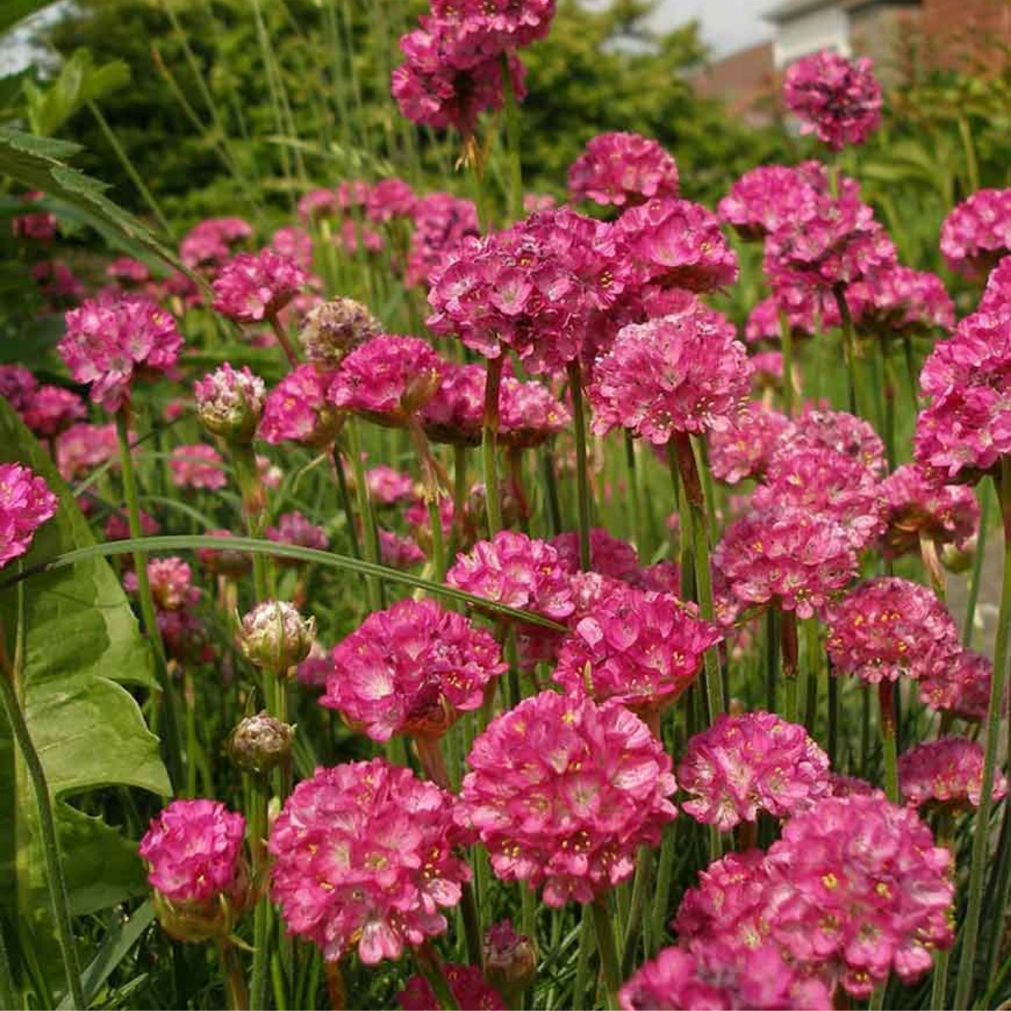 Sea Thrift