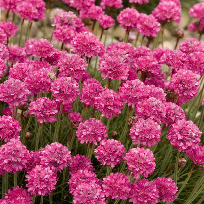 Sea Thrift