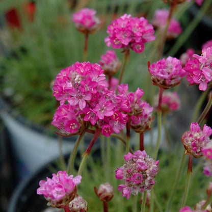 Sea Thrift