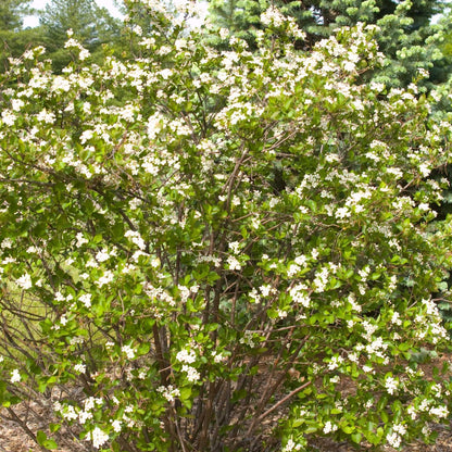 Aronia melanocarpa 'Autumn Magic' – Aronie à fruits noirs 'Autumn Magic'