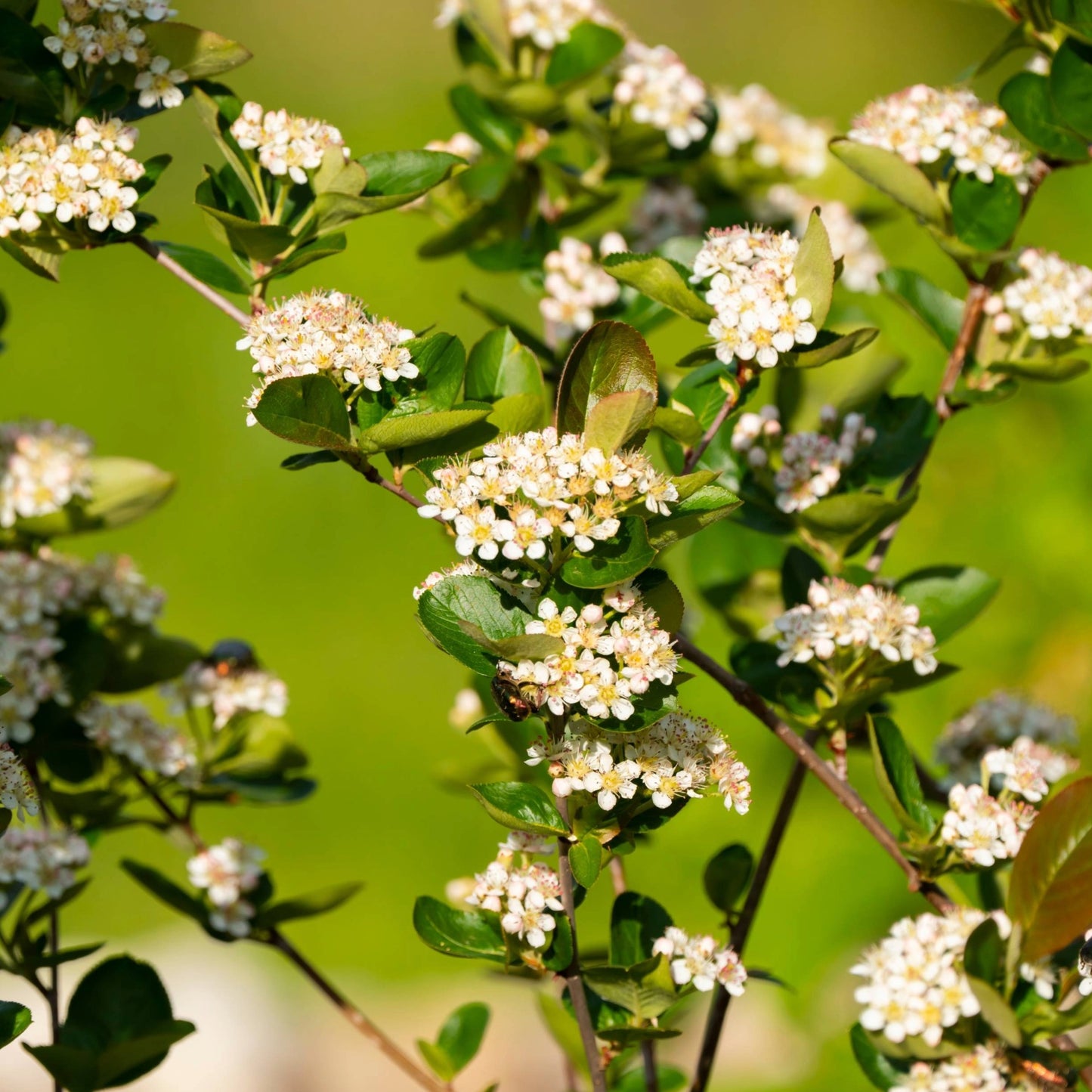 Aronia melanocarpa 'Autumn Magic' – Aronie à fruits noirs 'Autumn Magic'