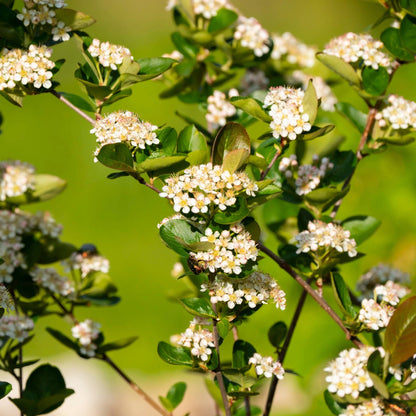 Aronia melanocarpa 'Autumn Magic' – Aronie à fruits noirs 'Autumn Magic'