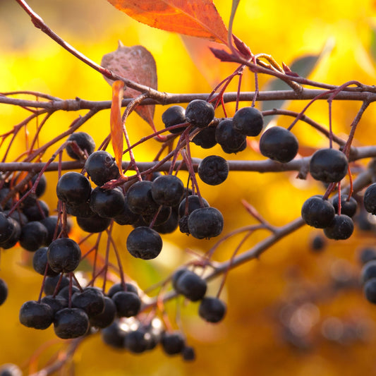 Aronia melanocarpa 'Autumn Magic' – Aronie à fruits noirs 'Autumn Magic'