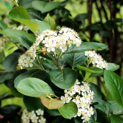 Native Collection: The Essence of Quebec in Your Garden