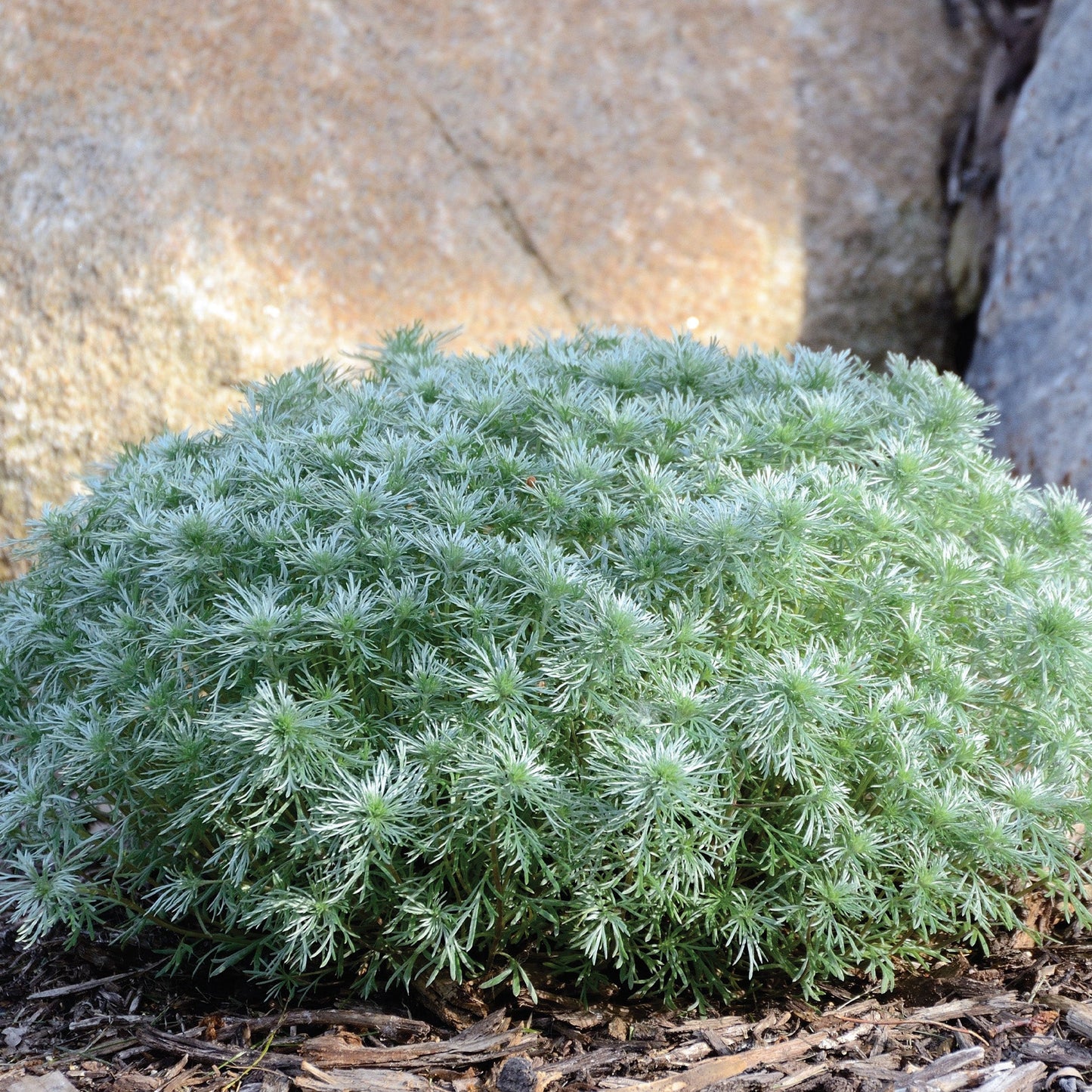 Silver Mound' Artemisia