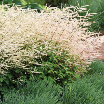 Chantilly Lace' Goatsbeard 