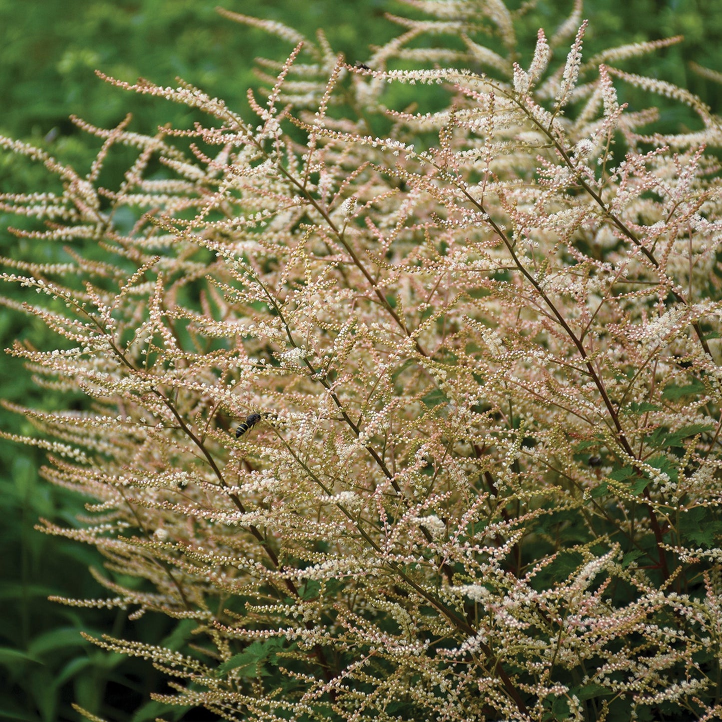 Barbe de bouc 'Chantilly Lace'