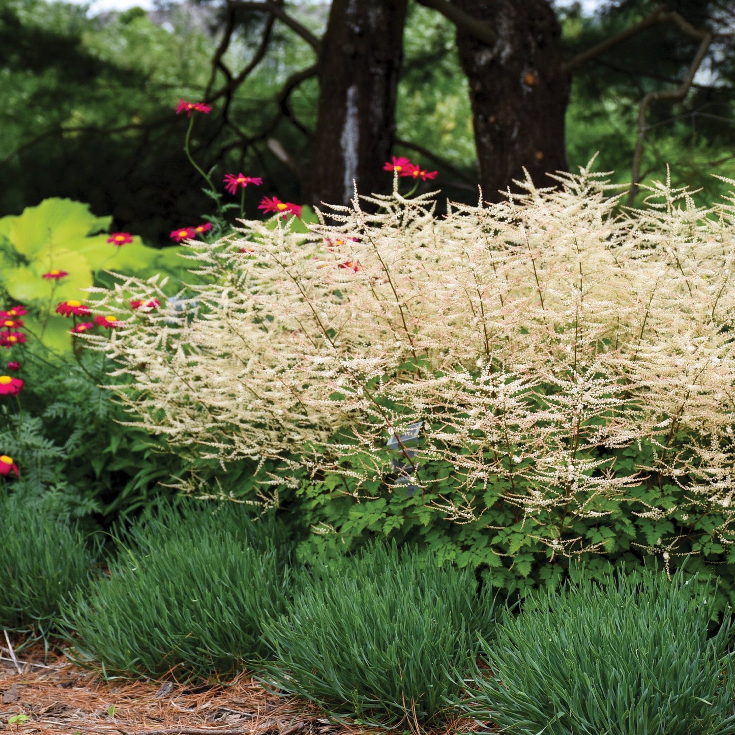 Chantilly Lace' Goatsbeard 