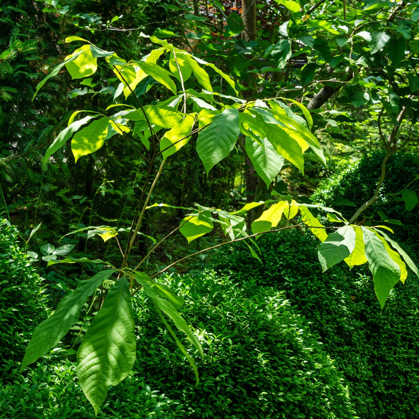Asimina triloba – Pawpaw