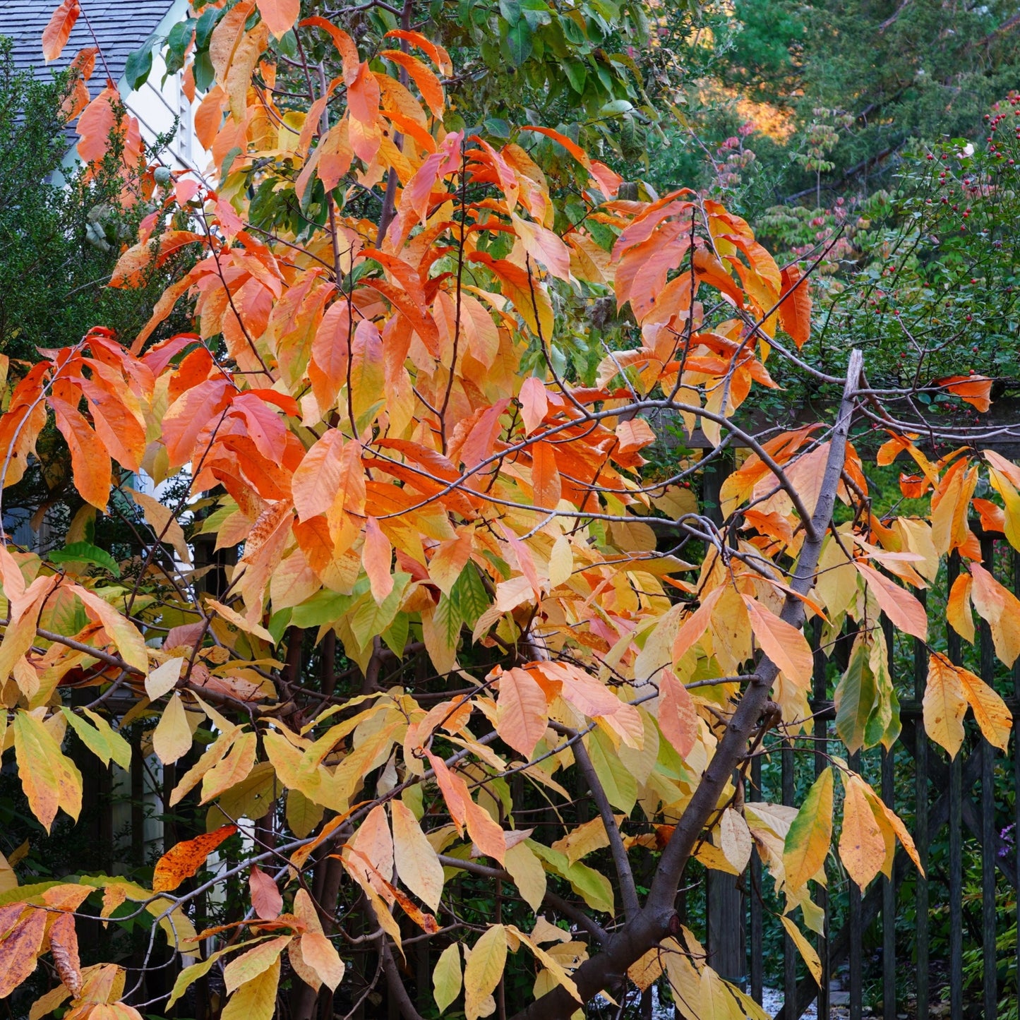 Asimina triloba – Pawpaw