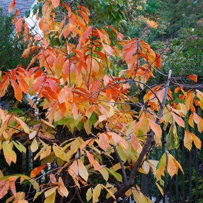Asimina triloba – Pawpaw
