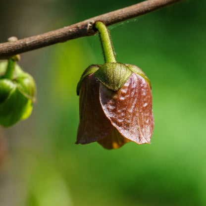 Asimina triloba – Pawpaw