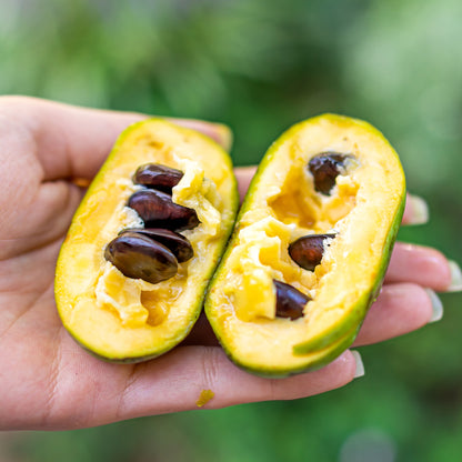 Asimina triloba – Pawpaw
