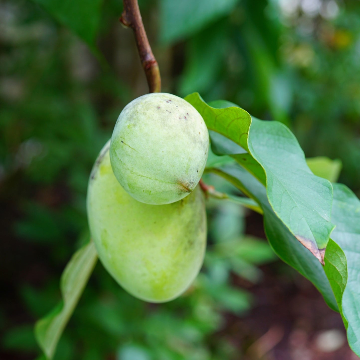 Asimina triloba – Pawpaw