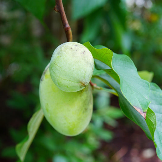 Asimina triloba – Pawpaw (Asiminier trilobé)