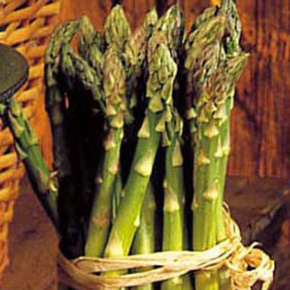 Guelph Millenium' Asparagus
