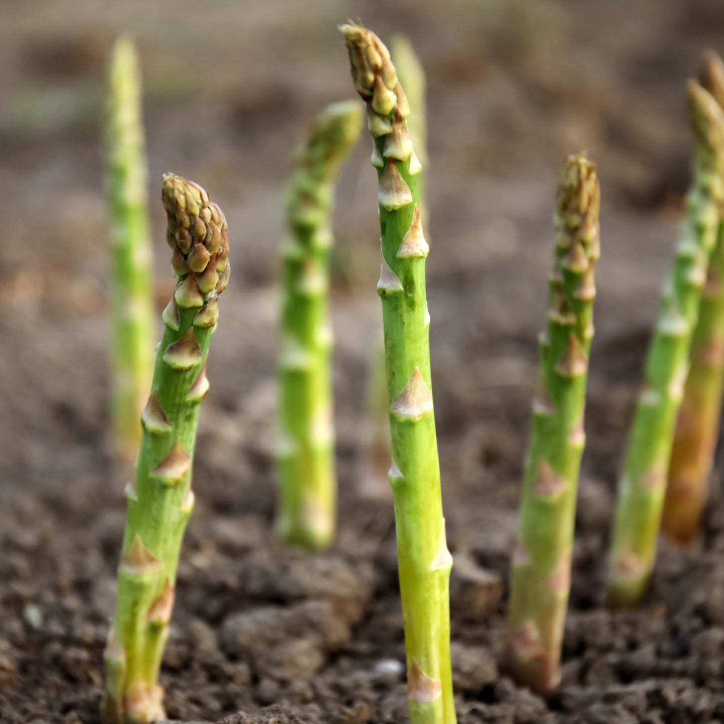 Asperge 'Guelph Millenium'