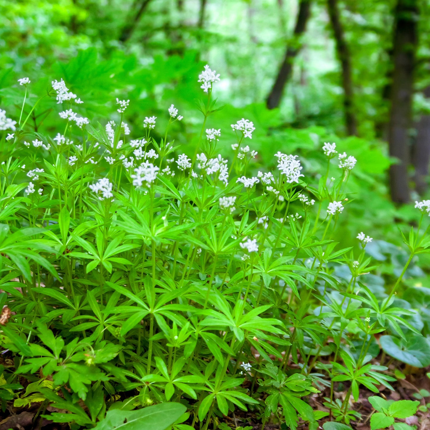 Sweet Woodruff