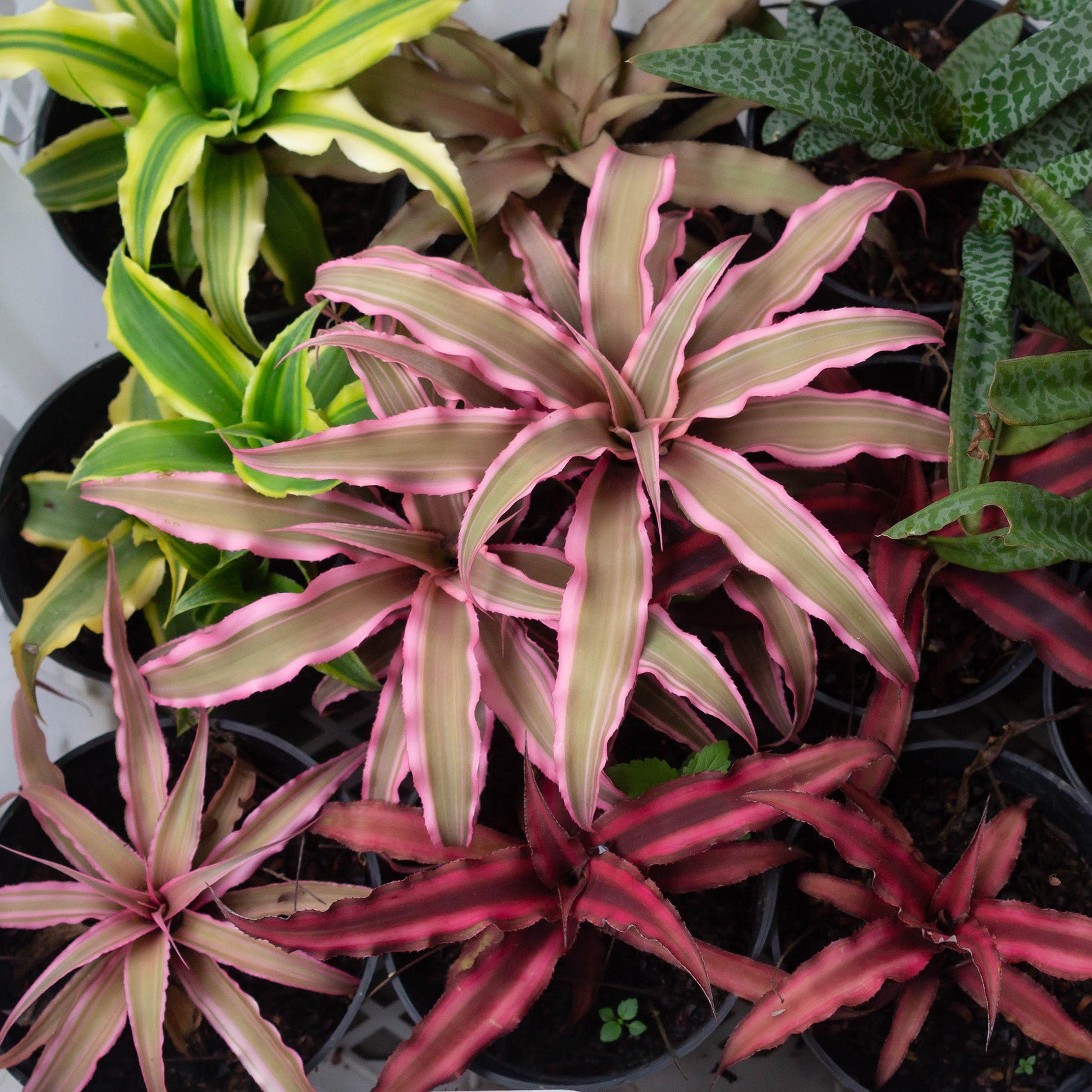 cryptanthus potting mix Assortment of Cryptanthus bivittatus
