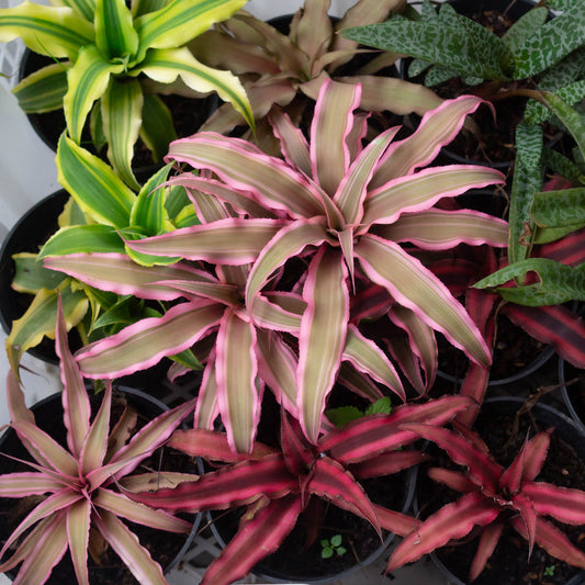 Assortment of Cryptanthus bivittatus - Earth stars