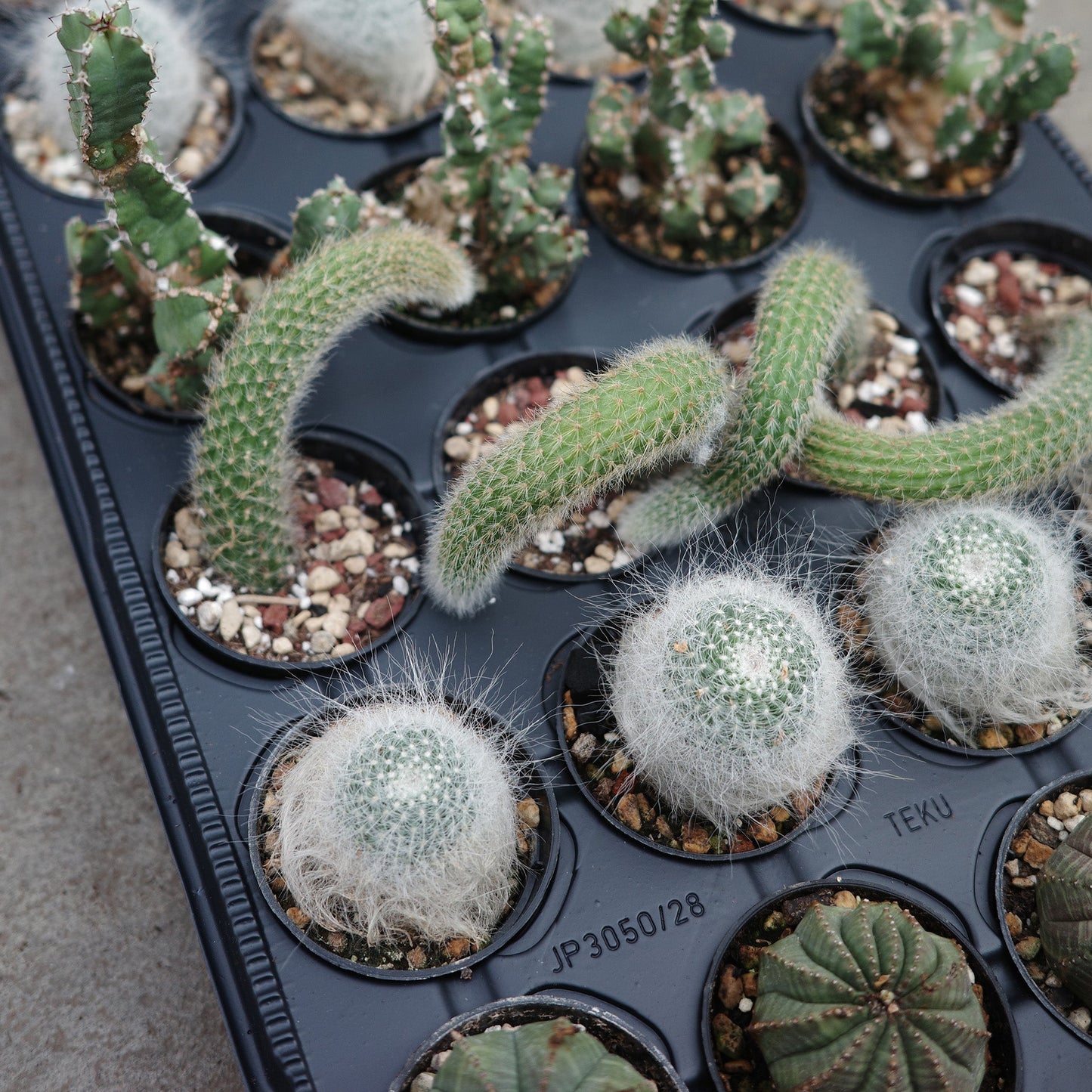 Assortiment d'Euphorbia et cactus