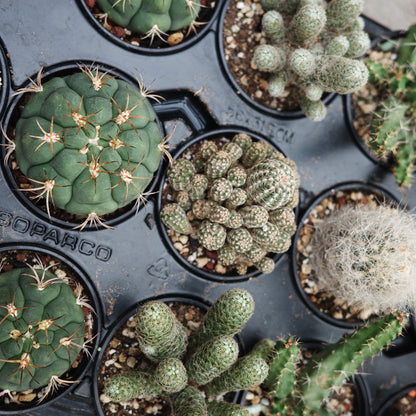 Assortiment d'Euphorbia et cactus