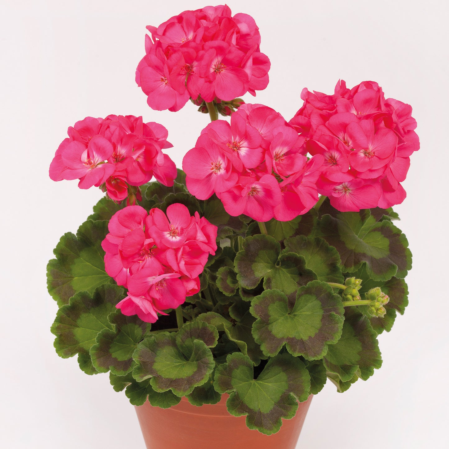 Assortment of Geranium Elanos Series