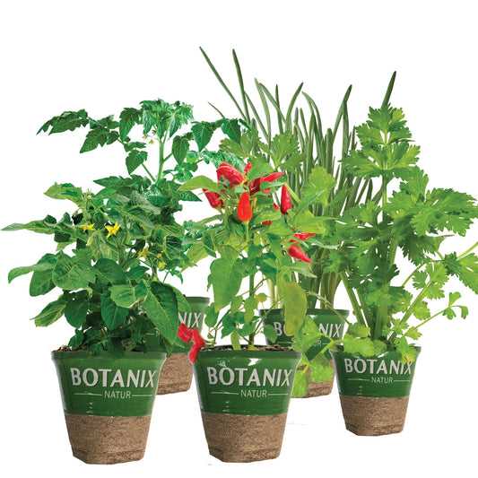 Assortment of vegetables in 11cm Botanix Natur planter