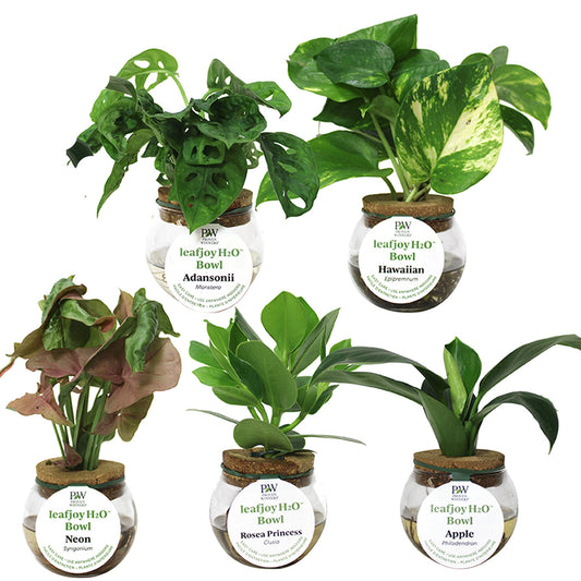 Leafjoy H2O Tropical Plant Assortment