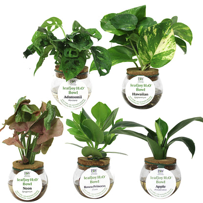 Plantes tropicales Leafjoy H2O assorties