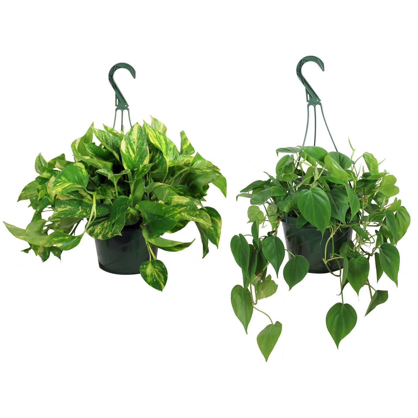 Assortment of tropicals plants in hanging basket in 20cm planter