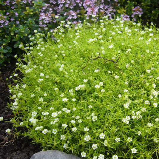 Assorted Ground Cover Perennials 