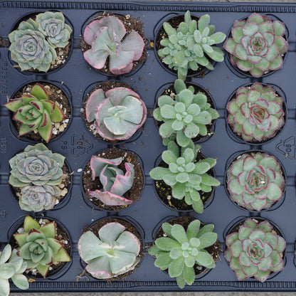 Rare succulents Assortment 