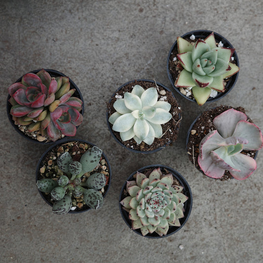 Assortiment de succulentes rares